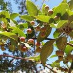 Malus hupehensis Fruit