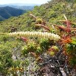 Dracophyllum verticillatum ᱛᱟᱦᱮᱸ