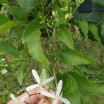 Clematis ternifloraFlower