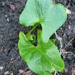 Arum maculatum Folha