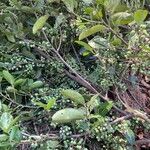 Pera glabrata List