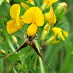 Lotus corniculatus Fleur