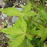 Aesculus pavia Leaf