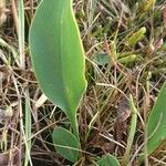 Limonium vulgare Leaf