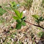 Rubus argutus Blatt