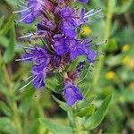 Hyssopus officinalis Flower