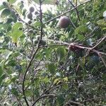 Flacourtia jangomas Fruit