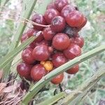 Chamaerops humilis Vrucht