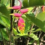 Heliconia rostrata 花