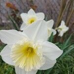 Narcissus × incomparabilis Květ