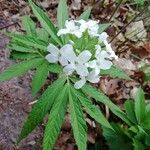 Cardamine heptaphylla Квітка