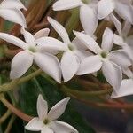 Acokanthera oppositifolia Blomma