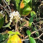 Medinilla crassifolia Hábito