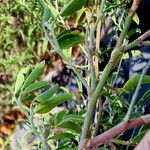 Indigofera oblongifolia Bark