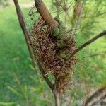 Banksia spinulosa Φρούτο