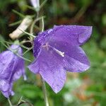 Campanula rhomboidalis Bloem