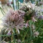 Allium acutiflorum Kwiat