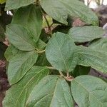 Viburnum rugosum Blatt