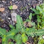 Phyllanthus urinaria Feuille