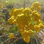 Tanacetum vulgareFleur