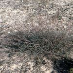 Polygonum equisetiforme 形態