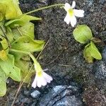 Pinguicula crystallina Žiedas