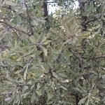 Pyrus elaeagrifolia 葉
