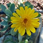 Hertia cheirifolia Blomst