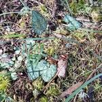 Cyclamen balearicum Leaf