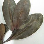 Humiria balsamifera Otro