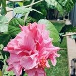 Hibiscus mutabilis花