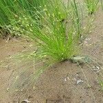 Scirpoides holoschoenus Hábitos