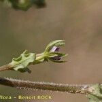 Legousia hybrida Sonstige