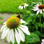 Echinacea purpurea Hábito