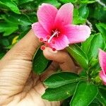 Hibiscus boryanus Blodyn