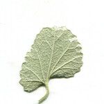 Malvella leprosa Leaf