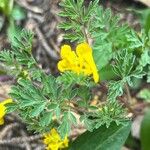 Corydalis aurea Liść