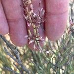 Limonium insigne Flor