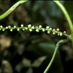 Dioscorea cayenensis Цвят