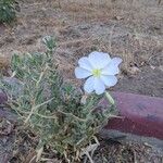 Oenothera albicaulis Folio