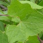 Mikania cordifolia Leaf