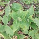 Stachys alpina Leaf