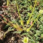 Monsonia longipes Fruit