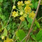 Pentarrhinum insipidum Blüte