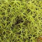 Campylopus introflexusഇല