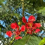Delonix regia Flower