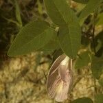 Clitoria mariana Цветок