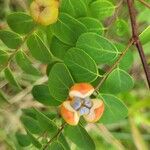 Breynia retusa Fruit