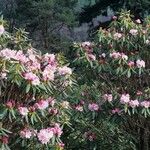 Rhododendron vernicosum Habitat