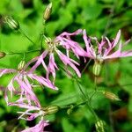 Lychnis flos-cuculi L.Blomst